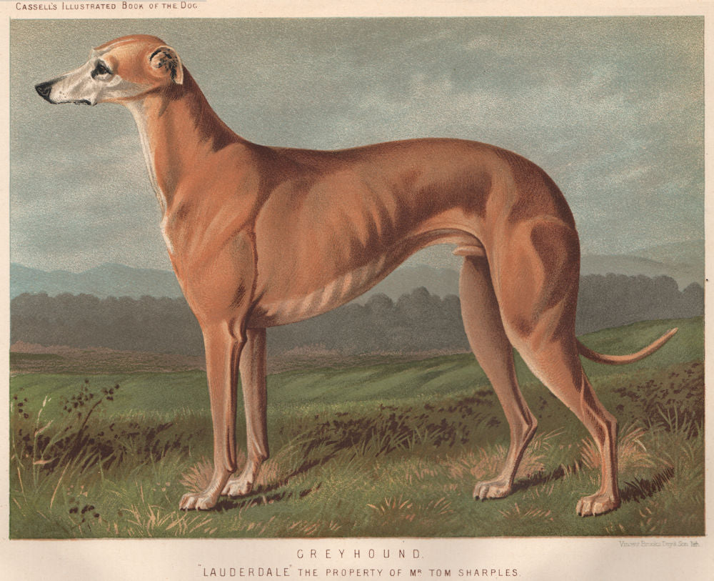 DOGS. Greyhound
